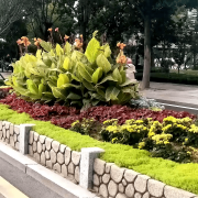 无机仿真石花箱：以永恒之名，塑将来之境